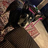 Zip is registered to the contest to win money with this photo: dog, living_room, carpet, couch, furniture, toy, floor, tile_floor, pet, animal, black_dog, tan_dog, ears, face, looking, curious, indoor, house, table, colorful