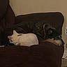 Zip joined the competition — help win amazing prizes! cat, dog, couch, indoor, resting, sleeping, pet, animal, fur, companion, cozy, domestic, brown, white, black, relaxing, friendship, quiet, home, snuggling
