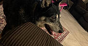 Zip is registered to the contest to win money with this photo: dog, living_room, couch, rug, table, pillow, floor, tile_floor, furniture, pet, indoor, canine, black_dog, brown_couch, curious, animal, home, decor, cozy, playful