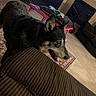 dog, living_room, couch, rug, table, pillow, floor, tile_floor, furniture, pet, indoor, canine, black_dog, brown_couch, curious, animal, home, decor, cozy, playful