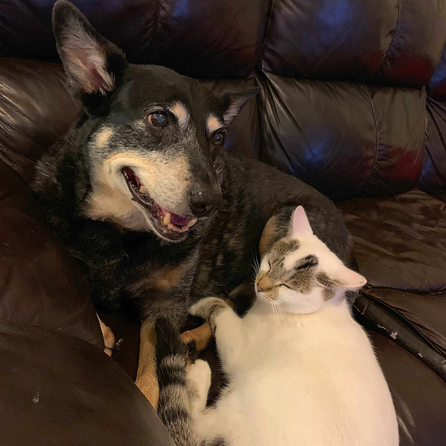 Zip joined the competition — help win amazing prizes! dog, cat, leather_couch, pet, animal, indoor, relaxing, cozy, friendship, fur, ears, smiling_dog, tabby_cat, white_cat, resting, companion, domestic_animal, cute, snuggling, comfort