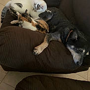 Zip is registered to the contest to win money with this photo: cat, dog, couch, furniture, pet, animal, indoor, cozy, snuggling, brown, tile_floor, relaxing, sleeping, companion, fur, domestic_animal, resting, cute, three_animals, home