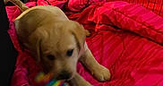 Buzzbee is registered to the contest to win money with this photo: puppy, dog, yellow_labrador, toy, rainbow, blanket, pink, indoor, mesh_barrier, floor, furniture, cozy, playful, pet, animal, young_dog, chewing, lying_down, colorful, home