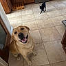 Buzzbee joined the competition — help win amazing prizes! dog, labrador, smiling, happy, cat, black_cat, kitchen, tile_floor, wooden_cabinets, appliance, oven, indoor, pet, animal, floor, walking, looking_up, mouth_open, friendly, domestic
