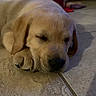 Buzzbee is registered to the contest to win money with this photo: puppy, dog, sleeping, floor, tile, paw, indoor, pet, animal, cute, young, adorable, resting, canine, fur, closeup, calm, cozy, quiet, domestic