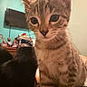 Clementine joined the competition — help win amazing prizes! tabby_cat, black_cat, kitten, cat, indoor, room, television, furniture, clutter, curious, pet, animal, cute, closeup, domestic_cat, mammal, whiskers, fur, ears, eyes