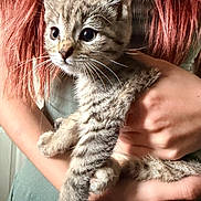 Clementine joined the competition — help win amazing prizes! kitten, cat, tabby, pet, animal, feline, fur, whiskers, ears, person, hand, holding, red_hair, green_shirt, indoor, closeup, portrait, cute, young, soft_light