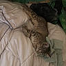 Clementine joined the competition — help win amazing prizes! cat, tabby_cat, sleeping, bed, blanket, comforter, indoor, cozy, resting, feline, striped, pet, animal, soft, white, fabric, green_cloth, relaxation, nap, quiet