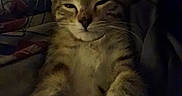 Clementine joined the competition — help win amazing prizes! cat, tabby, sleepy, paws, blanket, striped, fur, pet, animal, cute, cozy, indoor, resting, whiskers, ears, face, mammal, relaxed, feline, closeup