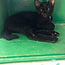 Curly joined the competition — help win amazing prizes! cat, black_cat, animal, pet, feline, indoor, green_background, box, lounging, relaxed, paw, ear, face, whiskers, cute, small, shelf, colorful_stickers, flower_stickers, resting