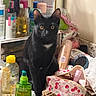 Curly joined the competition — help win amazing prizes! animal, bathroom_counter, beauty_products, black_cat, bottles, brush, cat, clutter, curious, cute, domestic_cat, fur, hair_care, indoor, makeup_bag, mirror, pet, sink, still_life, yellow_eyes