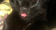 Curly joined the competition — help win amazing prizes! animal, black_cat, blanket, cat, close_up, cozy, cute, ears, face, fur, green, indoor, paw, pet, resting, sleeping, soft_light, tongue_out, whiskers, yellow