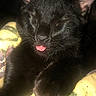 Curly joined the competition — help win amazing prizes! black_cat, cat, sleeping, tongue_out, close_up, fur, whiskers, paw, pet, animal, cozy, blanket, yellow, green, indoor, cute, resting, face, ears, soft_light