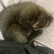 Curly is registered to the contest to win money with this photo: black_kitten, sleeping, curled_up, soft_texture, blanket, purple_blanket, fur, pet, animal, cute, domestic_cat, nap, cozy, resting, small, indoor, close_up, peaceful, feline, comfort