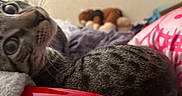 Unicorn joined the competition — help win amazing prizes! cat, tabby, curious, wide_eyes, blanket, red_object, indoor, plush_toys, wall_decor, bedroom, cozy, feline, close_up, pet, soft_lighting, domestic_animal, resting, snuggling, fur, whiskers