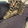 Unicorn joined the competition — help win amazing prizes! kitten, tabby, cat, pet, animal, feline, cute, young, whiskers, fur, paw, claws, clothing, arm, indoor, cozy, curious, closeup, resting, cuddle