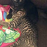 Unicorn is registered to the contest to win money with this photo: cat, kitten, tabby, black_cat, sleeping, cuddling, pillow, colorful, striped, pet, animal, indoor, feline, cute, cozy, resting, fur, young, companion, curious