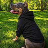 animal, black_clothing, canine, casual, daytime, dog, grass, greenery, happy, hoodie, leisure, mammal, nature, outdoor, park, pet, sitting, sunlight, tongue_out, trees