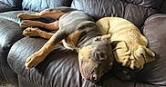 Athena joined the competition — help win amazing prizes! dog, puppy, leather_couch, brown, tan, sleeping, resting, pets, indoor, cozy, snuggling, fur, animal, companion, relaxation, cute, two_dogs, canine, home, comfort