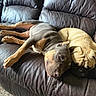 dog, puppy, leather_couch, brown, tan, sleeping, resting, pets, indoor, cozy, snuggling, fur, animal, companion, relaxation, cute, two_dogs, canine, home, comfort