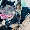 Athena joined the competition — help win amazing prizes! dog, car, pet, harness, seat, window, smiling, tongue_out, leash, tattoo, close_up, animal, domestic_animal, transportation, interior, happy, canine, seatbelt, travel, restraint