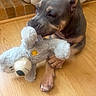 animal, brick_wall, brown_dog, chewing, cozy, cute, dog, floor, furry, home, indoor, paw, pet, pet_bed, playful, relaxed, soft_toy, stuffed_toy, toy, wooden_floor