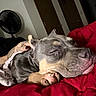 animal, bed, closeup, comfort, cozy, dog, door, fan, fur, hand, indoor, napping, paw, pet, red_blanket, relaxing, resting, sleeping, snout, tattoo