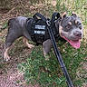 Athena is registered to the contest to win money with this photo: dog, service_dog, harness, leash, grass, outdoor, animal, pet, training, tongue, happy, ears, canine, nature, black_harness, brown_paws, alert, young_dog, ears_up, friendly