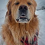 adorable, animal, bandana, canine, close_up, cold, cute, dog, fluffy, fur, golden_retriever, muzzle, nature, nose, outdoor, pet, portrait, snow, teeth, winter