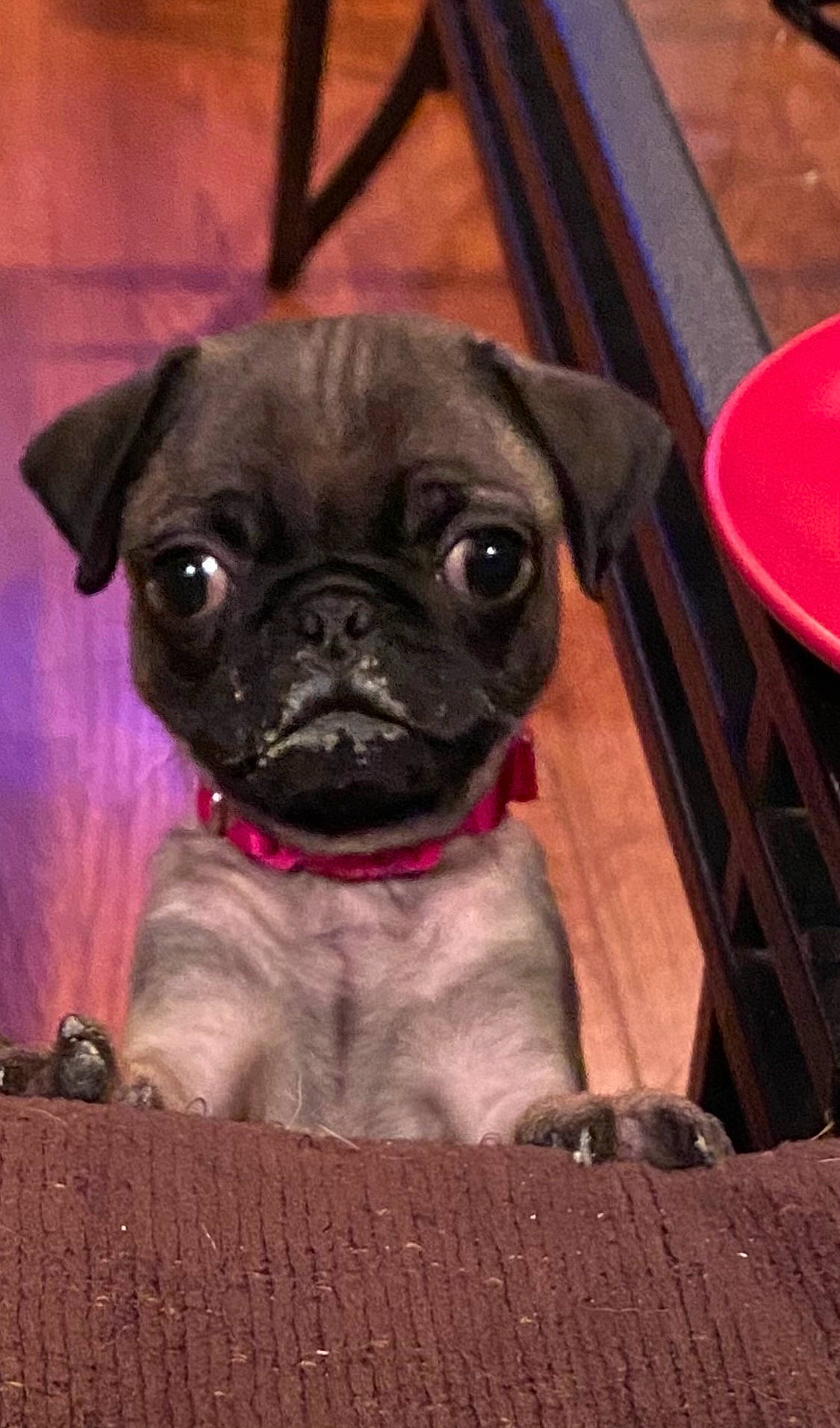 Nala is registered to the contest to win money with this photo: canidae, carnivore, companion_dog, dog, dog_breed, fawn, magenta, non_sporting_group, pug, puppy, snout, sporting_group, terrestrial_animal, toy_dog, whiskers, wood, working_animal, wrinkle