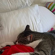 Nala joined the competition — help win amazing prizes! cat, sleeping, bed, pillow, blanket, indoor, pet, resting, fur, striped, white, gray, cozy, relaxed, toy_cars, cushion, home, comfort, animal, nap