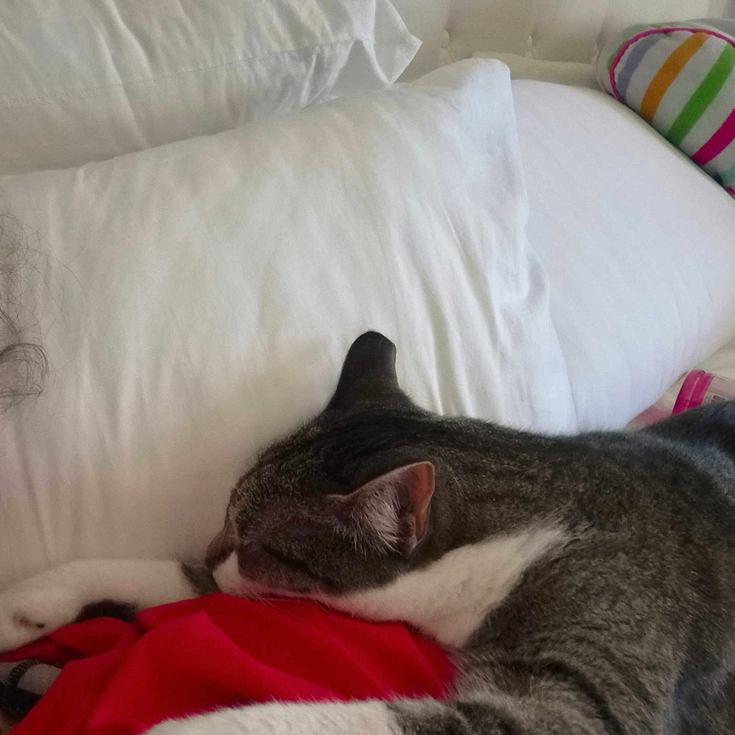 Nala joined the competition — help win amazing prizes! cat, sleeping, bed, pillow, blanket, indoor, pet, resting, fur, striped, white, gray, cozy, relaxed, toy_cars, cushion, home, comfort, animal, nap