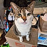 box, cat, close_up, clutter, curious, domestic_animal, feline, floor, green_eyes, household_items, indoor, light, looking_at_camera, moving_boxes, pet, sitting, stacked_boxes, tabby, whiskers, window