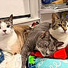 animal, blanket, cat, cats, clothing, cozy, cute, domestic, feline, fur, household, indoor, multi_color, pet, pile, relaxed, resting, shelf, sleeping, three