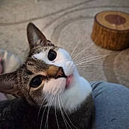 Nala is registered to the contest to win money with this photo: animal, carpet, cat, close_up, cozy, curious, cute, eyes, fur, furniture, home, indoor, lap, looking_up, mouth, nose, person, pet, tabby, whiskers