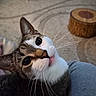 animal, carpet, cat, close_up, cozy, curious, cute, eyes, fur, furniture, home, indoor, lap, looking_up, mouth, nose, person, pet, tabby, whiskers