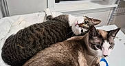 Nala is registered to the contest to win money with this photo: animal, brown, cat, cats, cozy, curious, domestic, feline, fur, gray, indoor, laying_down, looking, pet, resting, striped, towel, two_animals, white, window