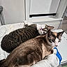 animal, brown, cat, cats, cozy, curious, domestic, feline, fur, gray, indoor, laying_down, looking, pet, resting, striped, towel, two_animals, white, window