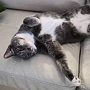 Max joined the competition — help win amazing prizes! cat, gray_cat, white_cat, pet, animal, feline, lying_down, relaxed, stretching, couch, leather_couch, indoor, fur, paw, whiskers, cute, sleepy, home, cozy, resting