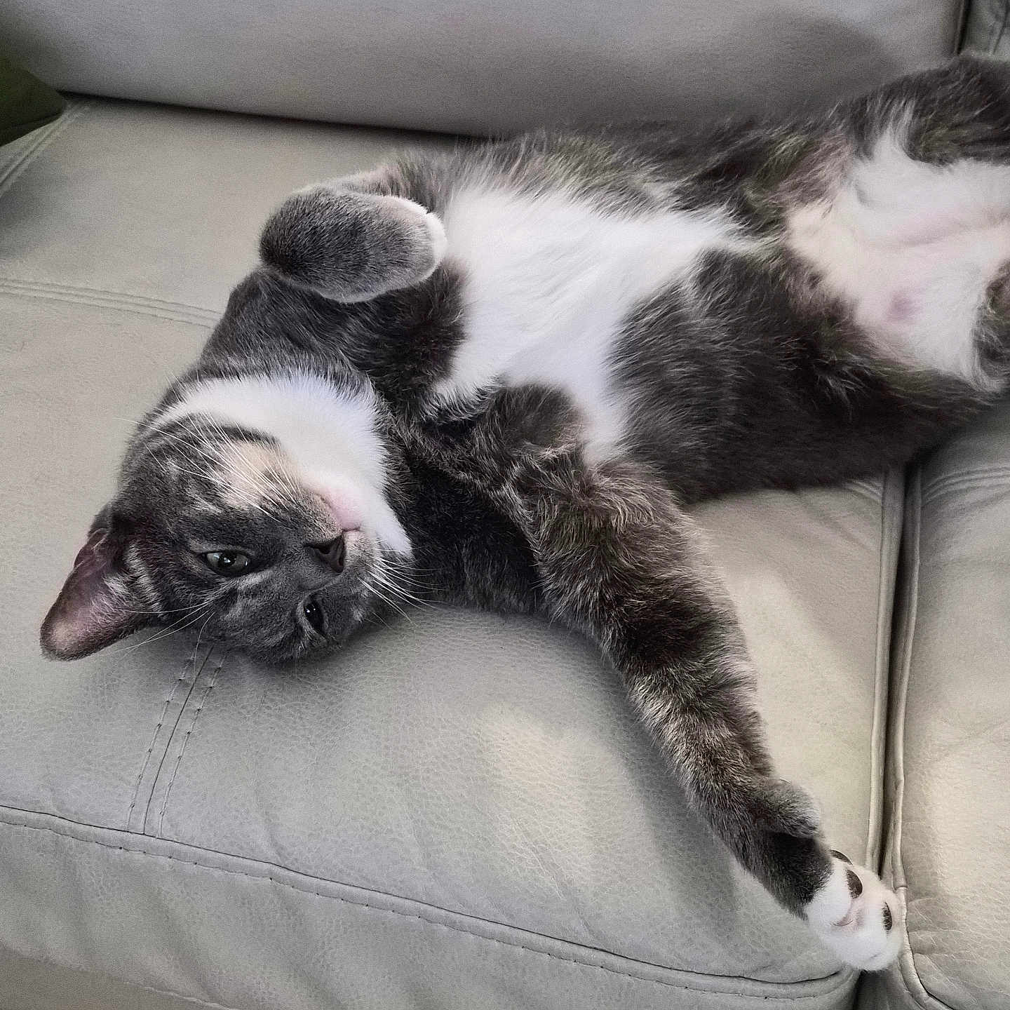Max joined the competition — help win amazing prizes! cat, gray_cat, white_cat, pet, animal, feline, lying_down, relaxed, stretching, couch, leather_couch, indoor, fur, paw, whiskers, cute, sleepy, home, cozy, resting