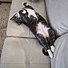 Max is registered to the contest to win money with this photo: animal, belly_up, carpet, cat, couch, cozy, cute, domestic_cat, feline, fur, gray_cat, home_interior, indoor, leather_couch, pet, pillow, relaxed, resting, stretching, white_paws