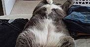 Max joined the competition — help win amazing prizes! bed, belly_up, carpet, casual, cat, clothes, cozy, door, feline, furniture, gray_cat, home, indoor, laundry_basket, lying_down, paws, relaxation, resting, sleepy, white_cat