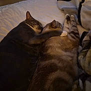 Max is registered to the contest to win money with this photo: affection, animal, bed, blanket, cat, companionship, cozy, cute, feline, fur, indoor, paw, pet, resting, sleeping, snuggling, soft_lighting, striped, tabby, warm