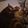 affection, animal, bed, blanket, cat, companionship, cozy, cute, feline, fur, indoor, paw, pet, resting, sleeping, snuggling, soft_lighting, striped, tabby, warm