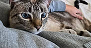 Neo is registered to the contest to win money with this photo: animal, bed, blue_eyes, cat, close_up, comfort, companion, cozy, cute, domestic_cat, feline, gray_fabric, human_arm, indoor, pet, relaxed, resting, soft_texture, striped_fur, whiskers
