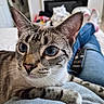 Neo is registered to the contest to win money with this photo: blue_eyes, casual, cat, close_up, comfort, cozy, curious, feline, fireplace, home, indoor, jeans, lap, living_room, person, pet, relaxing, remote_control, socks, whiskers