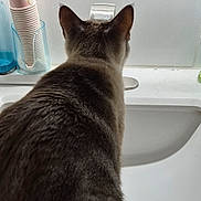 Neo is registered to the contest to win money with this photo: animal, back_view, bathroom, blue_bottle, cat, clean, closeup, container, counter, cups, curious, domestic, faucet, fur, household, indoor, pet, plastic, sink, white_wall