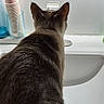 animal, back_view, bathroom, blue_bottle, cat, clean, closeup, container, counter, cups, curious, domestic, faucet, fur, household, indoor, pet, plastic, sink, white_wall