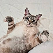 Neo is registered to the contest to win money with this photo: cat, pet, animal, feline, lying_down, paws, fur, blue_eyes, whiskers, indoor, bed, quilt, cute, playful, relaxed, domestic_animal, mammal, striped, tabby, resting