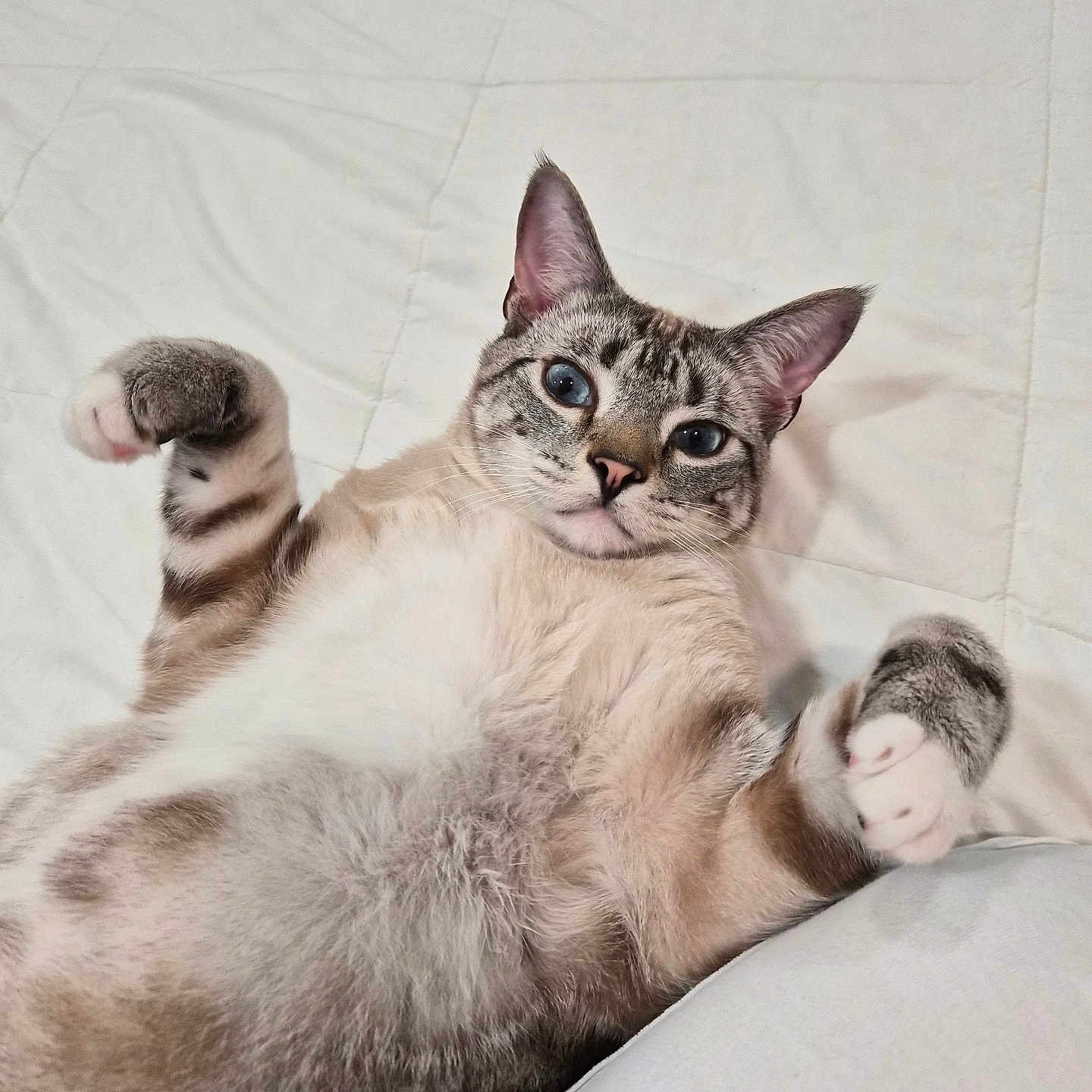 Neo is registered to the contest to win money with this photo: cat, pet, animal, feline, lying_down, paws, fur, blue_eyes, whiskers, indoor, bed, quilt, cute, playful, relaxed, domestic_animal, mammal, striped, tabby, resting